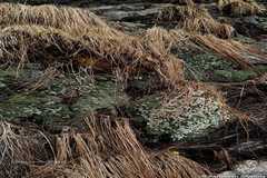 Saxifraga pulvinaria